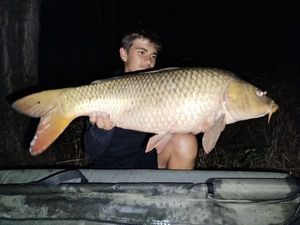 Common Carp