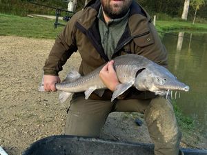 Sturgeon