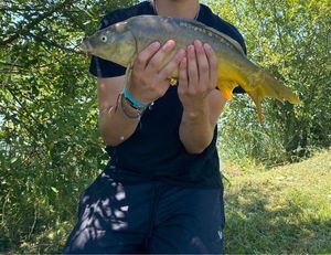 Mirror Carp