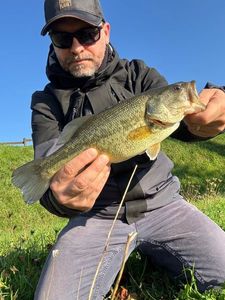 Largemouth Bass