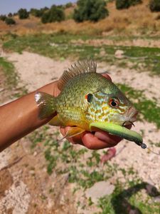 Green Sunfish