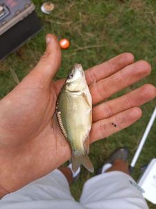 Mirror Carp