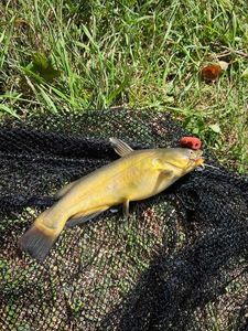 Black Bullhead