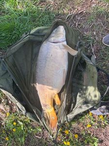 Mirror Carp