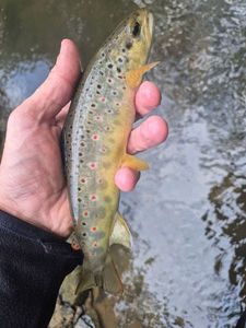 Brown Trout