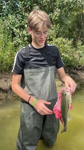 Largemouth Bass