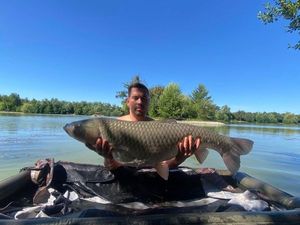 Grass Carp