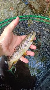 Brown Trout