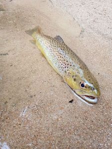 Brown Trout