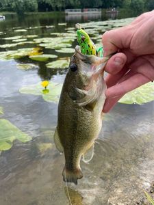 Largemouth Bass