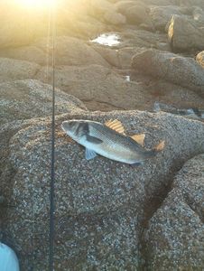European Bass (Seabass)