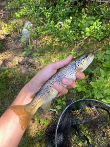 Brown Trout