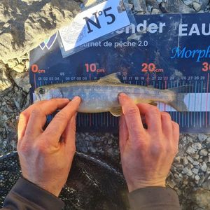 Arctic Char