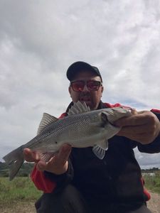 European Bass (Seabass)