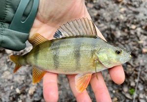 European Perch