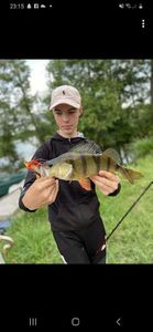 European Perch