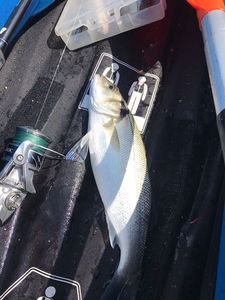 European Bass (Seabass)