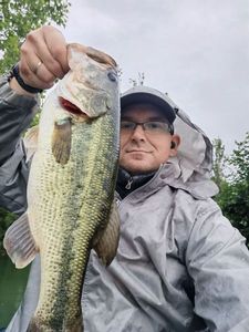 Largemouth Bass