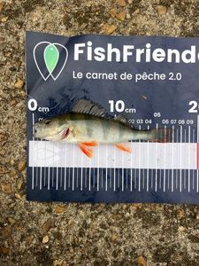 European Perch