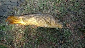 Common Carp