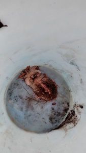 Common Cuttlefish