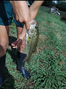 Largemouth Bass