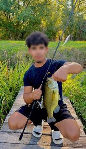 Largemouth Bass