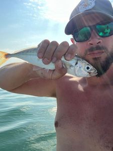 Cape Horse Mackerel