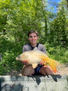 Koï Fish