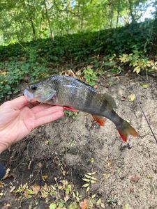 European Perch