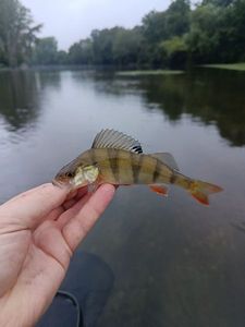 European Perch