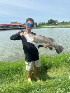 Barramundi