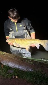 Grass Carp