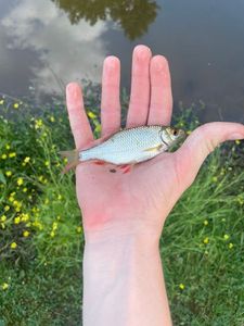 Roach