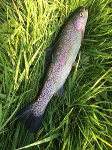 Rainbow Trout