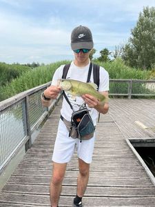 Largemouth Bass