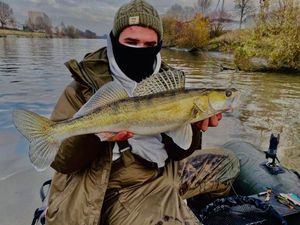 Zander