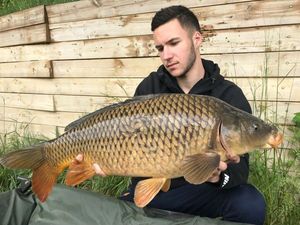 Common Carp