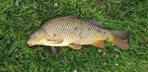 Common Carp