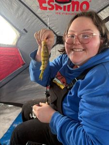 Yellow Perch