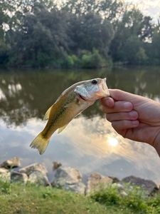 Largemouth Bass