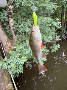 European Perch