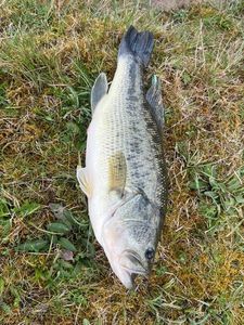 Largemouth Bass