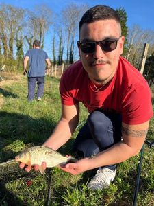 Crucian Carp