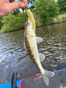 Zander