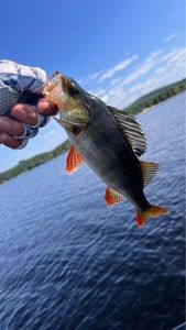 European Perch