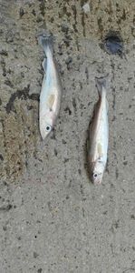 Whiting