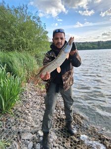 Northern Pike