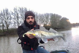 Zander