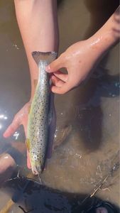 Brown Trout